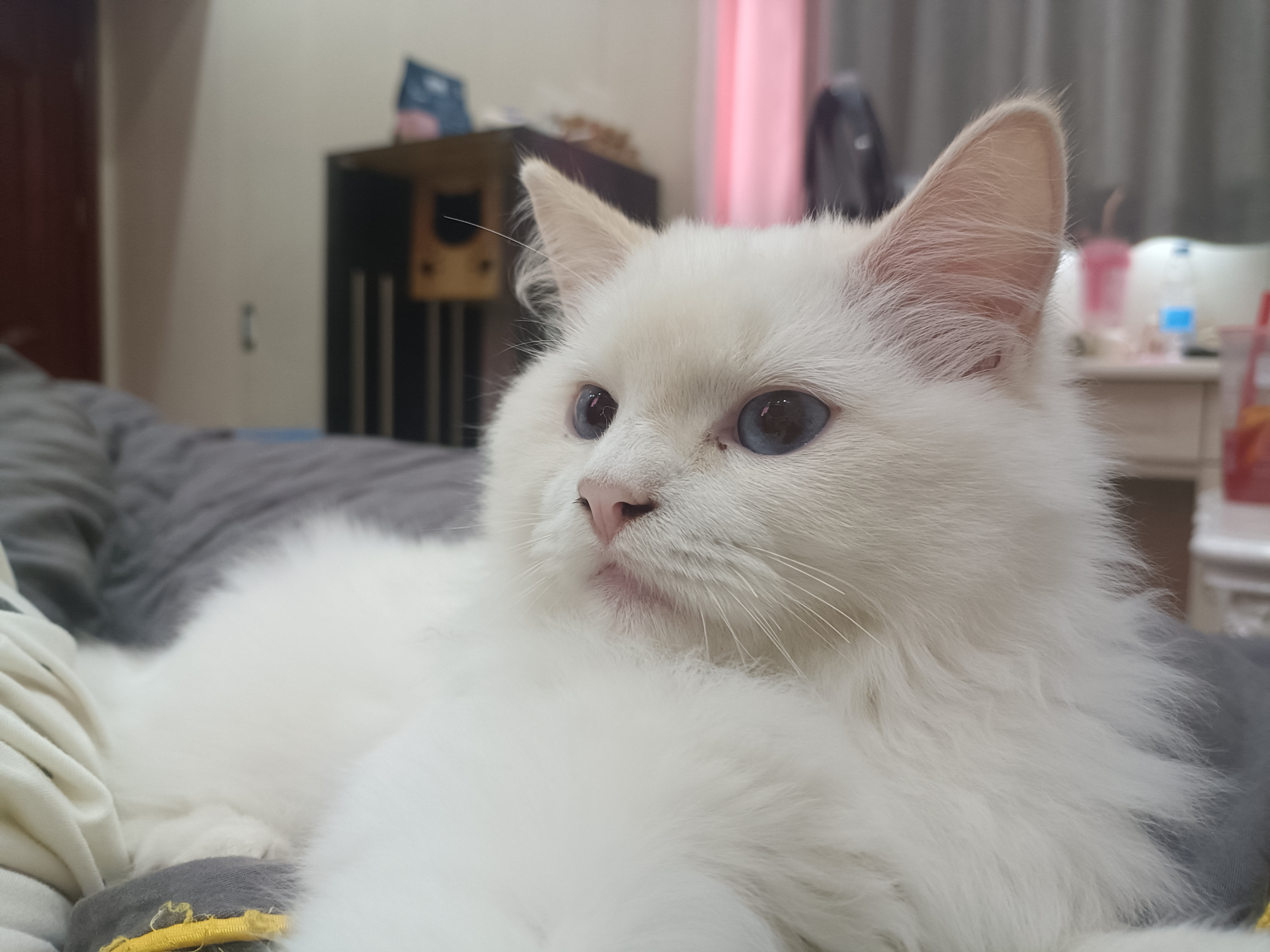 纯种火焰色布偶